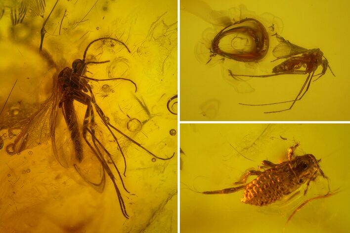 Fossil Aphid, Ant and Two Flies in Baltic Amber #150705